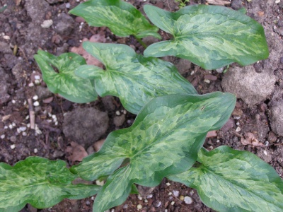 Arum italicum subsp. italicum 'Grunspan'